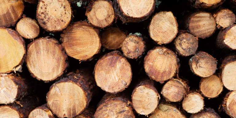 The Power Of Bioenergy From Wood and Timber Waste